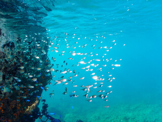 水中洞窟にいる、美しいミナミハタンポ（ハタンポ科）、クロホシイシモチ（テンジクダイ科）他の幼魚の群れ。
水面にはスキンダイバーも泳いでいる。
日本国静岡県伊豆半島賀茂郡南伊豆町中木から渡し船で渡るヒリゾ浜にて。
2022年9月撮影。
Black-Stripe Sweeper (Pempheris schwenkii), a Spotnape cardinalfish (Ostorhinchus 