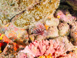 広げた羽根が美しいキリンミノ（フサカサゴ科）。

日本国静岡県伊豆半島賀茂郡南伊豆町中木から渡し船で渡るヒリゾ浜にて。
2022年9月撮影。

The Beautiful Zebra turkeyfish (Dendrochirus zebra) and others. 
