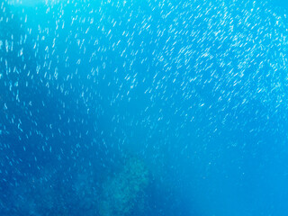 美しいキビナゴ（ニシン科）他の大群。

日本国静岡県伊豆半島賀茂郡南伊豆町中木から渡し船で渡るヒリゾ浜にて。
2022年9月撮影。

A large school of the Beautiful Silver-Stripe Round Herrings (Spratelloides gracilis) and others. 
