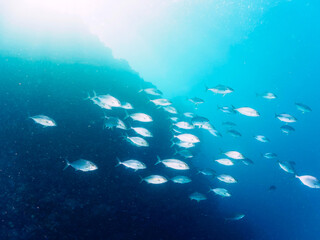 Fototapeta premium キビナゴの大群を襲う迫力あるカンパチとツムブリ（アジ科）の群れ。日本国静岡県伊豆半島賀茂郡南伊豆町中木から渡し船で渡るヒリゾ浜にて。 2022年9月撮影。 Greater Amberjack (Seriola dumerili) and Rainbow Runner (Elagatis bipinnulata) Silver-Stripe Round Herrings (Spratelloid