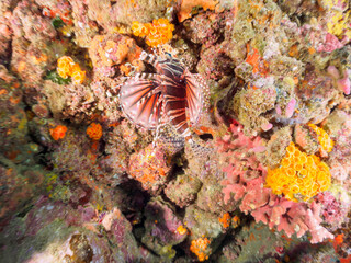 広げた羽根が美しいキリンミノ（フサカサゴ科）。

日本国静岡県伊豆半島賀茂郡南伊豆町中木から渡し船で渡るヒリゾ浜にて。
2022年9月撮影。

The Beautiful Zebra turkeyfish (Dendrochirus zebra) and others. 
