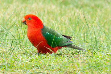 Male King Parrot