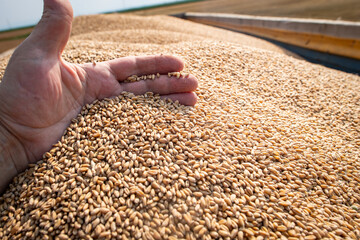 Farmer holding ripe wheat grains in his hands