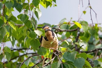 A woodpecker on birch tree in the courtyard of a residential area in the city of Munich