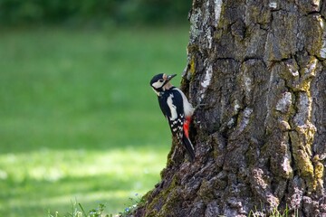 A woodpecker on birch tree in the courtyard of a residential area in the city of Munich