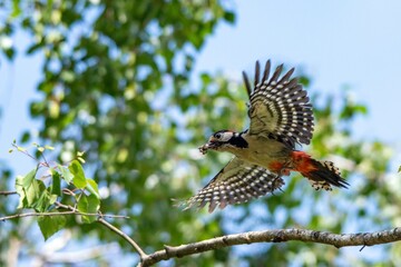 A woodpecker feeds a chick in a hollow birch tree in the courtyard of a residential area in the city of Munich, flight