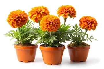 Three Orange Marigolds In Pots Isolated On White Background