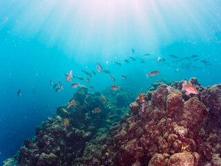 美しいメジナ（イスズミ科）、ホウライヒメジ（ヒメジ科）、チョウチョウウオ（チョウチョウウオ科）他の群れ。

日本国静岡県伊豆半島賀茂郡南伊豆町中木から渡し船で渡るヒリゾ浜にて。
2022年10月撮影。
Largescale Blackfish (Girella punctata), Whitesaddle goatfish (Parupeneus ciliatus), Oriental Butte
