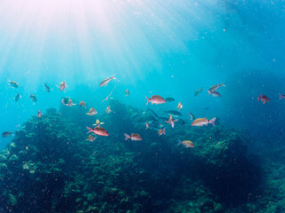 美しいメジナ（イスズミ科）、ホウライヒメジ（ヒメジ科）、チョウチョウウオ（チョウチョウウオ科）他の群れ。

日本国静岡県伊豆半島賀茂郡南伊豆町中木から渡し船で渡るヒリゾ浜にて。
2022年10月撮影。
Largescale Blackfish (Girella punctata), Whitesaddle goatfish (Parupeneus ciliatus), Oriental Butte