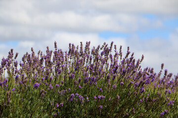 field of lavender