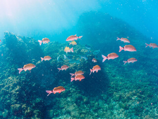 Fototapeta premium 美しいメジナ（イスズミ科）、ホウライヒメジ（ヒメジ科）、チョウチョウウオ（チョウチョウウオ科）他の群れ。日本国静岡県伊豆半島賀茂郡南伊豆町中木から渡し船で渡るヒリゾ浜にて。 2022年10月撮影。 Largescale Blackfish (Girella punctata), Whitesaddle goatfish (Parupeneus ciliatus), Oriental Butte