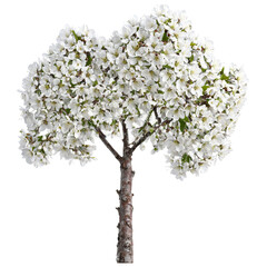 Wild Cherry Tree medium sized tree with smooth reddish brown bark and clusters of white
