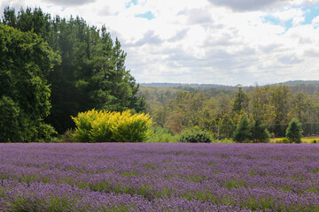 field of lavender