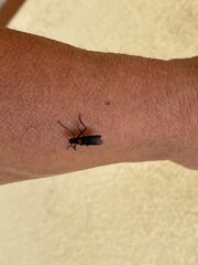 insects,insect,nature,bug,flower