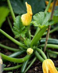 Yellow Courgette Flower