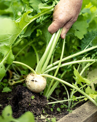 Vegetable Harvest Turnip with hand