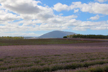 lavender field in region