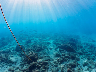 Fototapeta premium 岩場に集まる、美しいタイワンカマス（カマス科）他の群れ。日本国静岡県伊豆半島賀茂郡南伊豆町中木から渡し船で渡るヒリゾ浜にて。 2022年10月撮影。Beautiful a school of Yellowtail barracuda (Sphyraena obtusata) and others gather on a rocky beach. 