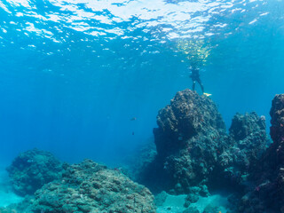 ウミトサカ（ウミトサカ科）、イボヤギ（キサンゴ科）他のソフトコーラルが群生する美しい岩礁と水面を泳ぐスキンダイバー。

日本国静岡県伊豆半島賀茂郡南伊豆町中木から渡し船で渡るヒリゾ浜にて。
2022年10月撮影。

Alcyonacea, Orange Cup Coral (Tubastraea foulkneri) and other soft corals grow in colonies.
