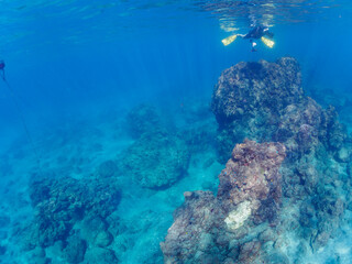 ウミトサカ（ウミトサカ科）、イボヤギ（キサンゴ科）他のソフトコーラルが群生する美しい岩礁と水面を泳ぐスキンダイバー。

日本国静岡県伊豆半島賀茂郡南伊豆町中木から渡し船で渡るヒリゾ浜にて。
2022年10月撮影。

Alcyonacea, Orange Cup Coral (Tubastraea foulkneri) and other soft corals grow in colonies.
