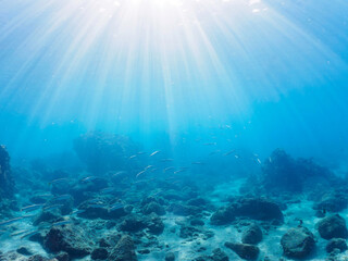 岩場に集まる、美しいタイワンカマス（カマス科）他の群れ。

日本国静岡県伊豆半島賀茂郡南伊豆町中木から渡し船で渡るヒリゾ浜にて。
2022年10月撮影。

Beautiful a school of Yellowtail barracuda (Sphyraena obtusata) and others gather on a rocky beach.
