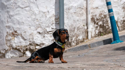 Mini and cute doberman in the street of Spain