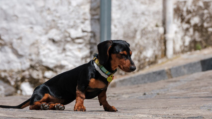 Mini and cute doberman in the street of Spain