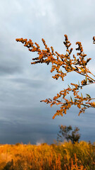 The branch of the plant is illuminated by the orange light of the sunset against the background of storm clouds