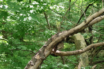 Fallen branches of trees in a thick deciduous forest