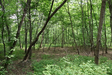 Fototapeta premium Deciduous forest with thick planting of trees and grass