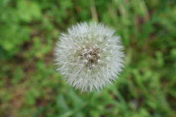 Close up of a white fluffy dandelion on a green grass background