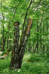 Fototapeta premium Trees in the forest with a broken birch in the foreground