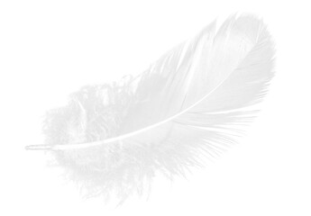 White Feather Isolated on Transparent Background
