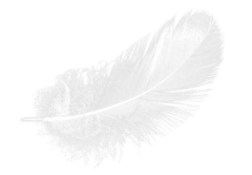 Fototapeta White Feather Isolated on Transparent Background
