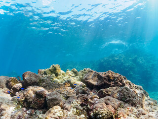 美しいエンタクミドリイシ（ミドリイシ科）、フタマタハマサンゴ（ハマサンゴ科）等のサンゴの群生。

日本国静岡県伊豆半島賀茂郡南伊豆町中木から渡し船で渡るヒリゾ浜にて。
2022年10月撮影。

A beautiful colony of corals such as Acropora Solitaryensis and Porites Lutea.
