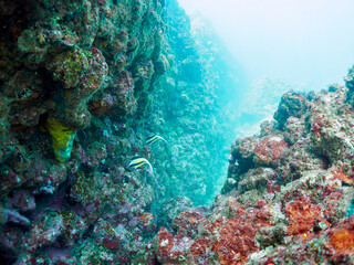 Naklejka premium 美しいツノダシ（ツノダシ科）の小群。日本国静岡県伊豆半島賀茂郡南伊豆町中木から渡し船で渡るヒリゾ浜にて。 2022年10月撮影。A small school of the Beautiful Moorish Idol (Zanclus cornutus). 