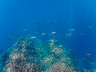 キビナゴの大群を襲う迫力あるカンパチとツムブリ（アジ科）の群れ。

日本国静岡県伊豆半島賀茂郡南伊豆町中木から渡し船で渡るヒリゾ浜にて。
2022年10月撮影。

Greater Amberjack (Seriola dumerili) Rainbow Runner (Elagatis bipinnulata) Silver-Stripe Round Herrings (Spratelloides