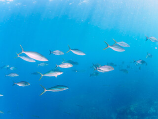 キビナゴの大群を襲う迫力あるカンパチとツムブリ（アジ科）の群れ。

日本国静岡県伊豆半島賀茂郡南伊豆町中木から渡し船で渡るヒリゾ浜にて。
2022年10月撮影。

Greater Amberjack (Seriola dumerili) Rainbow Runner (Elagatis bipinnulata) Silver-Stripe Round Herrings (Spratelloides