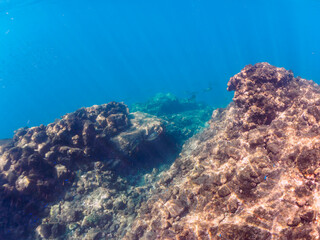 キビナゴの大群を襲う迫力あるカンパチとツムブリ（アジ科）の群れ。

日本国静岡県伊豆半島賀茂郡南伊豆町中木から渡し船で渡るヒリゾ浜にて。
2022年10月撮影。

Greater Amberjack (Seriola dumerili) Rainbow Runner (Elagatis bipinnulata) Silver-Stripe Round Herrings (Spratelloides