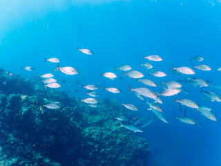 キビナゴの大群を襲う迫力あるカンパチとツムブリ（アジ科）の群れ。

日本国静岡県伊豆半島賀茂郡南伊豆町中木から渡し船で渡るヒリゾ浜にて。
2022年10月撮影。

Greater Amberjack (Seriola dumerili) Rainbow Runner (Elagatis bipinnulata) Silver-Stripe Round Herrings (Spratelloides