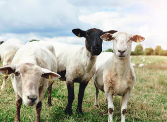Sheep, portrait and field on farm in outdoor, countryside and pasture environment for shearing cattle. Animal, grass and livestock agriculture for farming or slaughter, sustainability and wool.