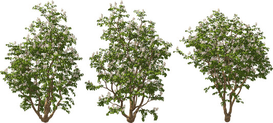 bush multiflorous double shield white blooming hq arch viz plant tree