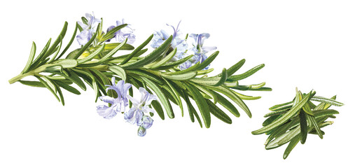 Rosmarin Zweig mit Blüten, Rosmarin blättchen geerntet