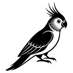 Fototapeta premium Charming Cockatiel Images and Vectors isolated on white