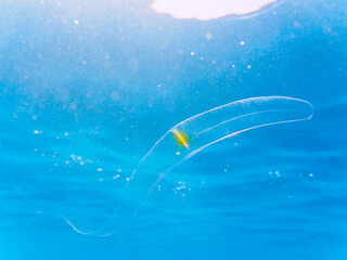 水面を漂う、不思議なオビクラゲ（オビクラゲ科）。
西洋では、ヴィーナスの飾り帯と呼ばれる。

日本国静岡県伊豆半島賀茂郡南伊豆町中木から渡し船で渡るヒリゾ浜にて。
2022年10月撮影。

The mysterious Venus Girdle (Cestum veneris, Jellyfish) drifts on the surface of the water.
In the West, 