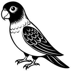 Fototapeta premium Lovebird Images and Vectors isolated on white