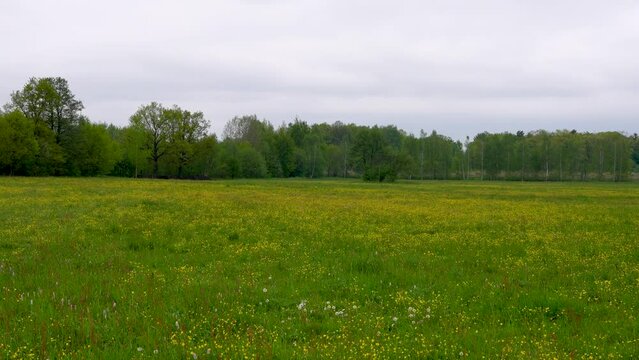 Beautiful landscape. Forbs in  meadow. Glade with wildflowers among trees 