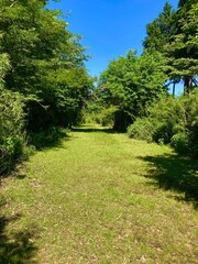 新緑に包まれた芝地