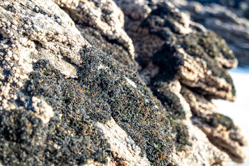 Black lichen growing on a stone at the west coast of County DOnegal, Ireland