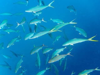 キビナゴの大群を襲う迫力あるカンパチとツムブリ（アジ科）の群れ。

日本国静岡県伊豆半島賀茂郡南伊豆町中木から渡し船で渡るヒリゾ浜にて。
2022年10月撮影。

Greater Amberjack (Seriola dumerili) Rainbow Runner (Elagatis bipinnulata) Silver-Stripe Round Herrings (Spratelloides